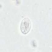 Giardia in dogs